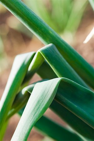 simsearch:633-02885657,k - Onions stalks growing in vegetable garden, close-up Stock Photo - Premium Royalty-Free, Code: 632-03027390