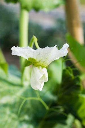 Baby pea plant in flower, close-up Stock Photo - Premium Royalty-Free, Code: 632-03027403