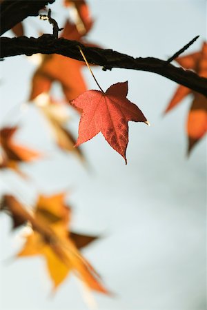 Feuilles d'érable sur branche Photographie de stock - Premium Libres de Droits, Code: 632-03027469