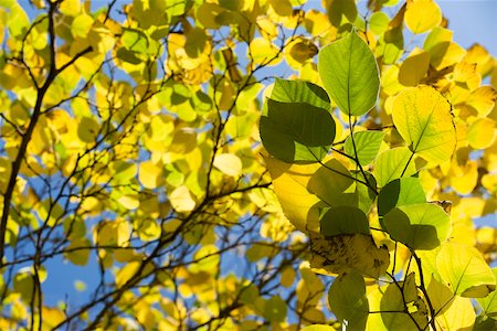 simsearch:632-03898139,k - Sunlit birch foliage (Betula), low angle view Stock Photo - Premium Royalty-Free, Code: 632-03027509