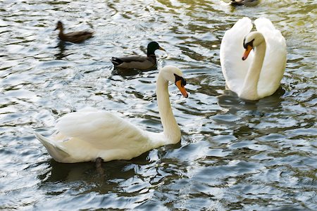 simsearch:632-05991965,k - Cygnes blancs et les canards colverts sur l'étang Photographie de stock - Premium Libres de Droits, Code: 632-03027517