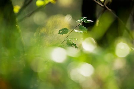 Leaves on young tree, selective focus Foto de stock - Sin royalties Premium, Código: 632-03027530