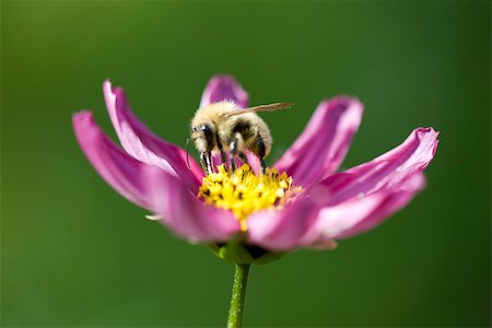 simsearch:633-01992613,k - Bee gathering pollen on purple cosmos flower Foto de stock - Sin royalties Premium, Código: 632-03027551