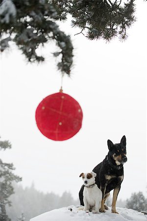 simsearch:632-03027581,k - Two dogs sitting together on snowy mound, Christmas ornament hanging on branch in foreground Foto de stock - Royalty Free Premium, Número: 632-03027582