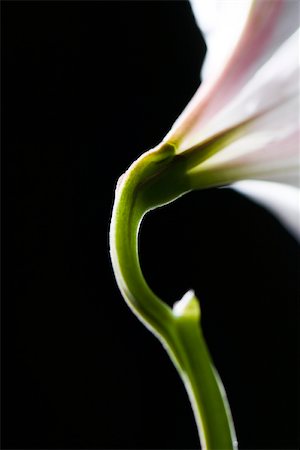 flower on black background - Tige de fleur, gros plan Photographie de stock - Premium Libres de Droits, Code: 632-03027664