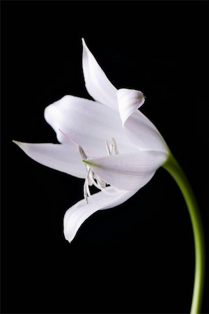 flower contrast - White lily, close-up Stock Photo - Premium Royalty-Free, Code: 632-03027671