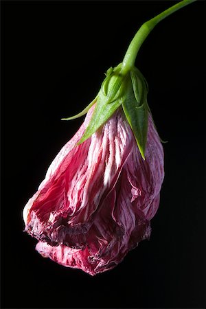 flower on black background - Fleur fanée Photographie de stock - Premium Libres de Droits, Code: 632-03027672