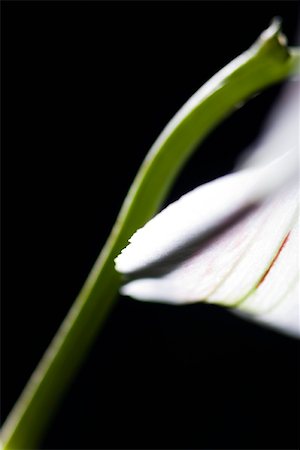 simsearch:633-01273077,k - Flower stem, close-up Stock Photo - Premium Royalty-Free, Code: 632-03027684