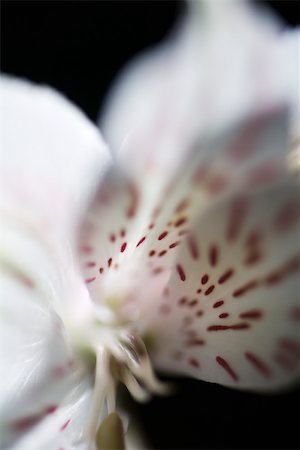 Alstroemeria lily, extreme close-up Fotografie stock - Premium Royalty-Free, Codice: 632-03027687