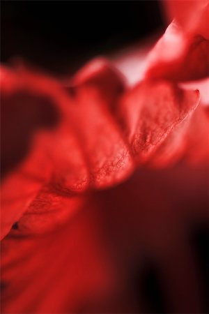 Flower petal, extreme close-up Stock Photo - Premium Royalty-Free, Code: 632-03027698