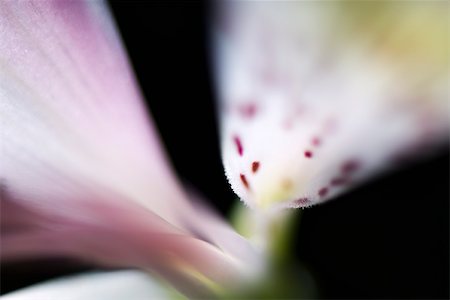 Alstroemeria lily, extreme close-up Fotografie stock - Premium Royalty-Free, Codice: 632-03027710