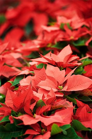 fullframe - Poinsettias Stock Photo - Premium Royalty-Free, Code: 632-03083502