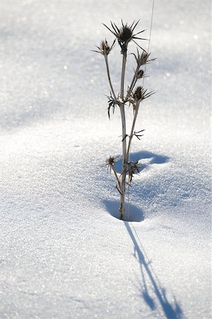 Dead thistle in snow Stock Photo - Premium Royalty-Free, Code: 632-03083521