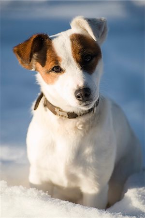 simsearch:696-03398391,k - Dog sitting in snow, portrait Foto de stock - Sin royalties Premium, Código: 632-03083538