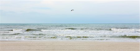 Gull flying over beach Stock Photo - Premium Royalty-Free, Code: 632-03500605