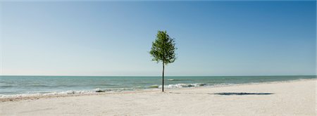 ecologic - Lone tree growing on beach Foto de stock - Sin royalties Premium, Código: 632-03500749