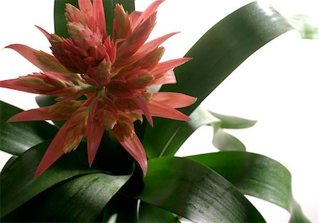 Bromeliad, close-up Stock Photo - Premium Royalty-Free, Code: 632-03629813