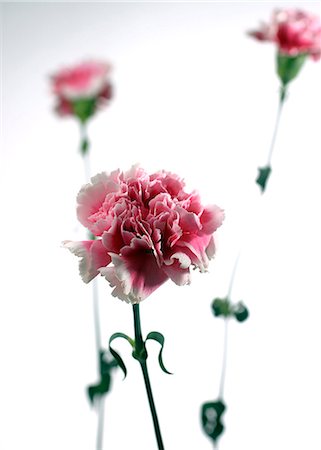 Carnations Foto de stock - Sin royalties Premium, Código: 632-03629838