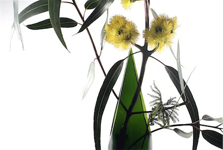 flowers isolated white background - Eucalyptus branch in vase Foto de stock - Sin royalties Premium, Código: 632-03629844
