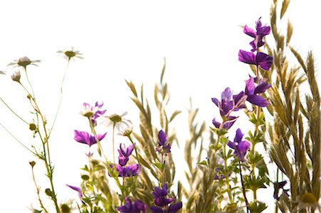 Wildblumen Stockbilder - Premium RF Lizenzfrei, Bildnummer: 632-03629849