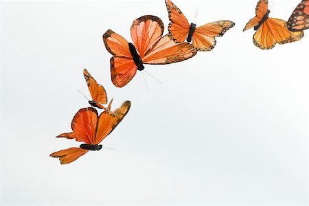 papilionoideae - Artificial butterflies flying Stock Photo - Premium Royalty-Free, Code: 632-03630238