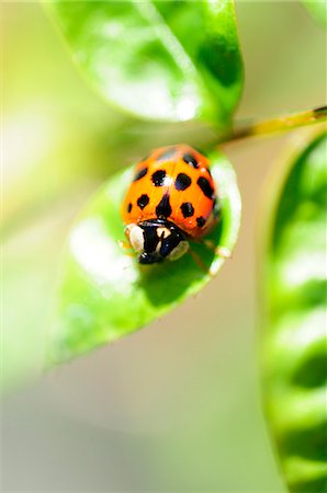 Ladybug crawling on leaf Stock Photo - Premium Royalty-Free, Code: 632-03651716