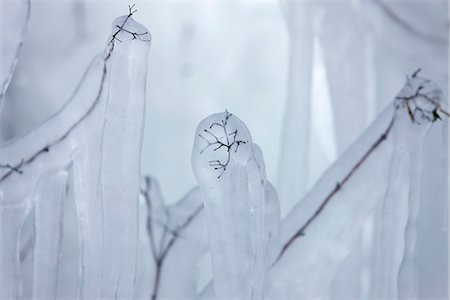 Twigs covered in ice Foto de stock - Sin royalties Premium, Código: 632-03651869