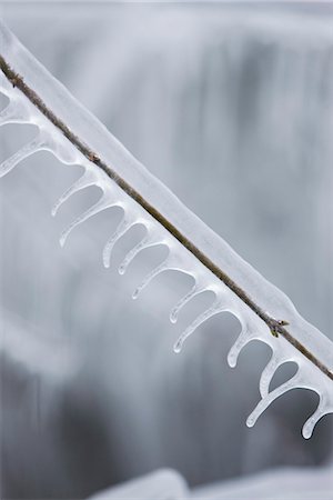 stalactite (de glace) - Icicles hanging from twig Foto de stock - Sin royalties Premium, Código: 632-03651874