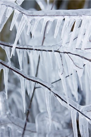 simsearch:632-03651911,k - Icicles hanging from branches Fotografie stock - Premium Royalty-Free, Codice: 632-03651876