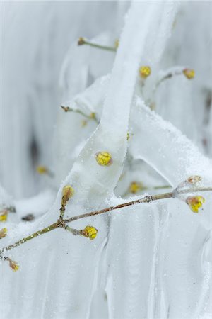 Plant covered in ice Foto de stock - Sin royalties Premium, Código: 632-03651884