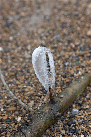 simsearch:632-03651911,k - Twig covered in ice Fotografie stock - Premium Royalty-Free, Codice: 632-03651886