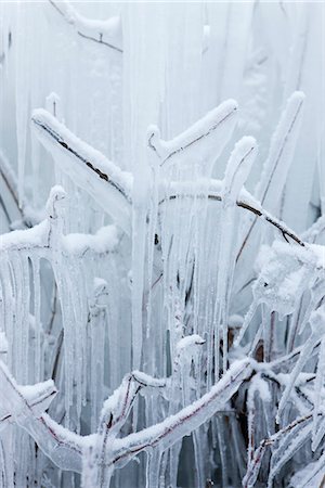 Branches covered in ice Foto de stock - Sin royalties Premium, Código: 632-03651889