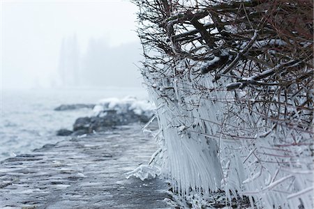 simsearch:632-03651869,k - Icicles hanging from branches at water's edge Fotografie stock - Premium Royalty-Free, Codice: 632-03651892