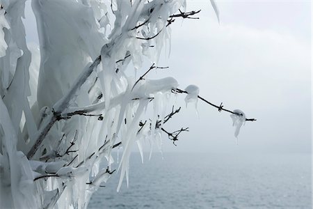 stalactite (de glace) - Branches covered in ice Foto de stock - Sin royalties Premium, Código: 632-03651908