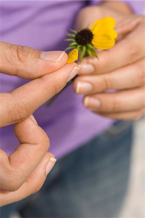 rudbéquia - Picking petals from flower Foto de stock - Royalty Free Premium, Número: 632-03652287