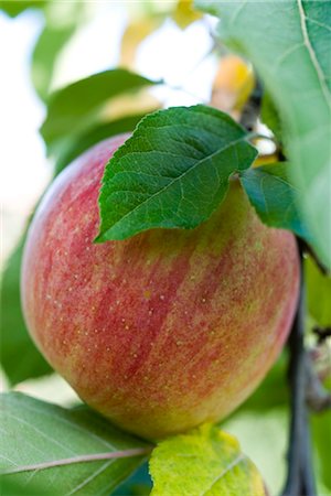 Apple growing on branch Stock Photo - Premium Royalty-Free, Code: 632-03754177