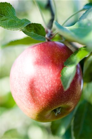 red tree - Apple growing on branch Stock Photo - Premium Royalty-Free, Code: 632-03754179