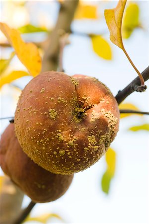 podrido - Apple rotting on branch Foto de stock - Sin royalties Premium, Código: 632-03754185