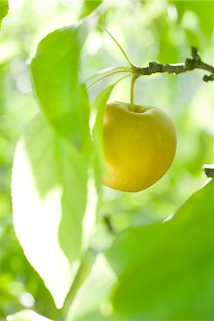 Apple ripening on branch Stock Photo - Premium Royalty-Free, Code: 632-03754188