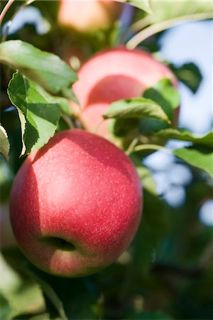 simsearch:700-06512686,k - Apples growing on branch Stock Photo - Premium Royalty-Free, Code: 632-03754189