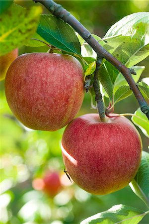 Apples growing on branch Foto de stock - Sin royalties Premium, Código: 632-03754180