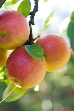 Apples ripening on branch Stock Photo - Premium Royalty-Free, Code: 632-03754181