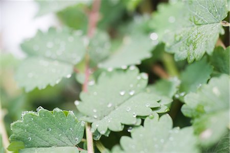 simsearch:632-03754201,k - Tau fällt auf gezähnte Blätter von Salat Burnet (Wiesenknopf), schließen sich Stockbilder - Premium RF Lizenzfrei, Bildnummer: 632-03754194