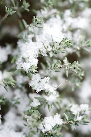 Neige givré branches de plantes thym Photographie de stock - Premium Libres de Droits, Code: 632-03754196