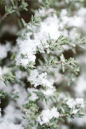 Snow frosted branches of thyme plant Stock Photo - Premium Royalty-Free, Code: 632-03754196