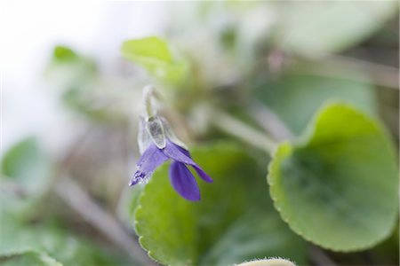 simsearch:632-03754201,k - Mattierte Blütenblätter violette Blume Stockbilder - Premium RF Lizenzfrei, Bildnummer: 632-03754197