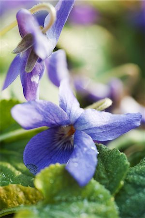 flower in dewdrop - Violets, close-up Foto de stock - Sin royalties Premium, Código: 632-03754264