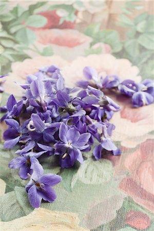 Violet flowers Foto de stock - Sin royalties Premium, Código: 632-03754268