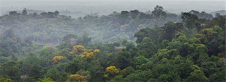 french guiana - Amérique du Sud, région amazonienne Photographie de stock - Premium Libres de Droits, Code: 632-03779393