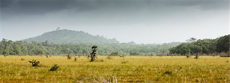 South America, Amazonia, grassy meadow Foto de stock - Royalty Free Premium, Número: 632-03779514